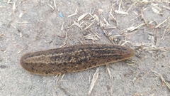 Phyllocaulis soleiformis