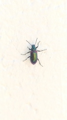 Strongylium cupreocinctum