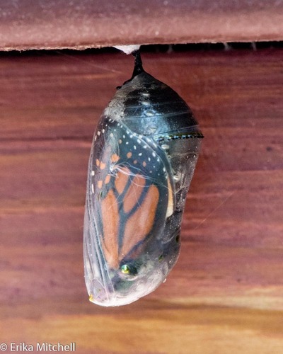 Monarch photographed in Vermont