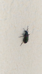 Strongylium cupreocinctum
