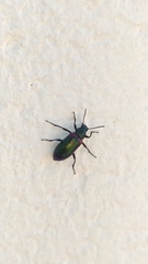 Strongylium cupreocinctum
