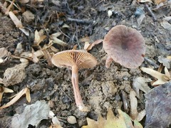 Lactarius serifluus