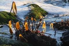 Laminaria setchellii