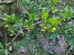 Sebastiania commersoniana