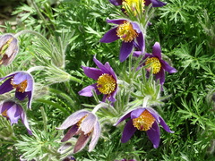 Pulsatilla rubra