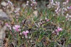 Acantholimon