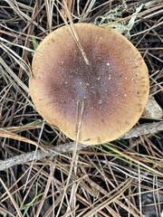 Cortinarius thiersii