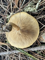 Cortinarius thiersii