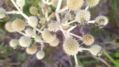 Astylus atromaculatus