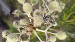 Astylus atromaculatus