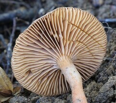 Lactarius serifluus