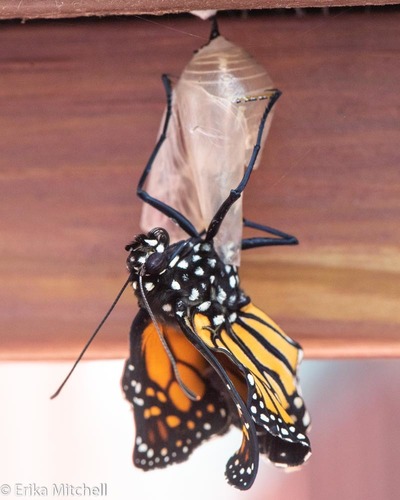 Monarch, photo 5 of 10