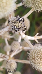 Astylus atromaculatus
