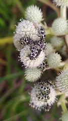 Astylus atromaculatus
