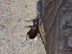 Carabus rugosus celtibericus