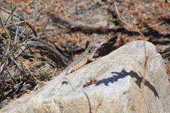 Liolaemus atacamensis