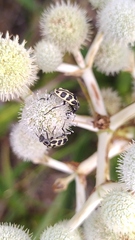 Astylus atromaculatus