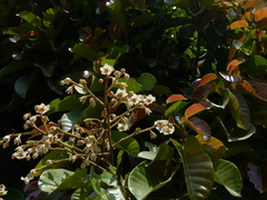 Vateria indica