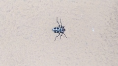 Astylus atromaculatus