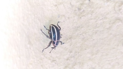 Neodiplogrammus quadrivittatus