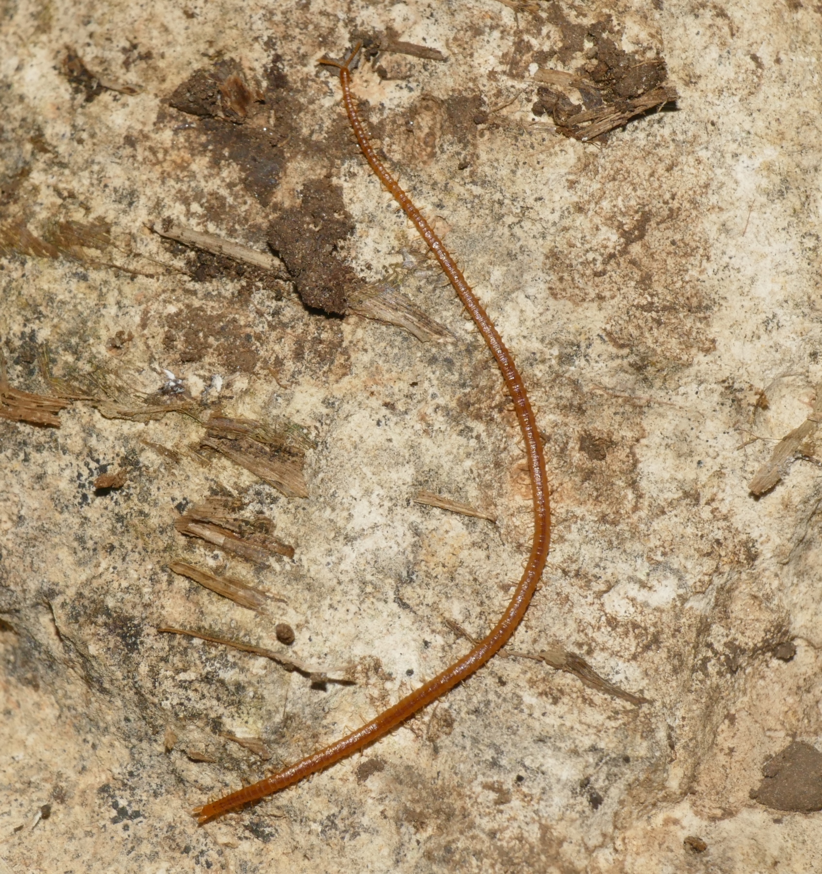 Dignathodon microcephalus Lucas, 1846