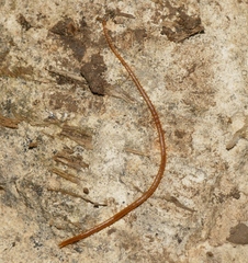 Dignathodon microcephalus