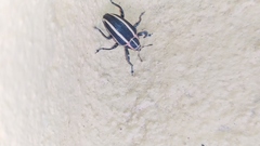 Neodiplogrammus quadrivittatus