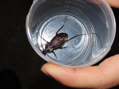 Carabus rugosus celtibericus