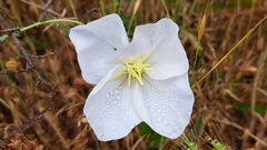 Oenothera acaulis