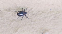 Neodiplogrammus quadrivittatus