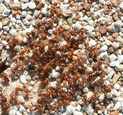 Pogonomyrmex barbatus