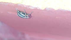 Neodiplogrammus quadrivittatus