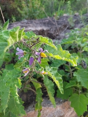 Solanum palinacanthum