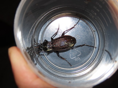 Carabus rugosus celtibericus