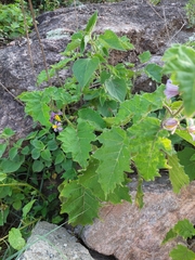 Solanum palinacanthum