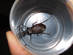 Carabus rugosus celtibericus