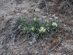 Oreocarya flavoculata