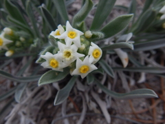 Oreocarya flavoculata