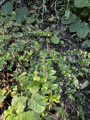 Rhaphithamnus spinosus