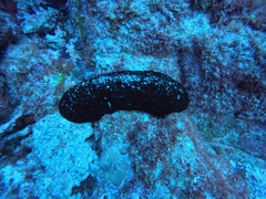Holothuria atra