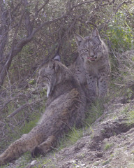 Lynx pardinus