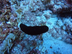 Holothuria atra