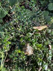 Rhaphithamnus spinosus