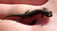 Aneides flavipunctatus