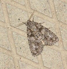 Acronicta increta