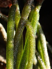 Caulerpa