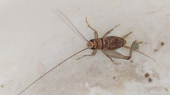 Gryllodes sigillatus