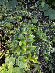 Rhaphithamnus spinosus