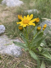 Senecio pyrenaicus