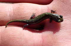 Aneides flavipunctatus